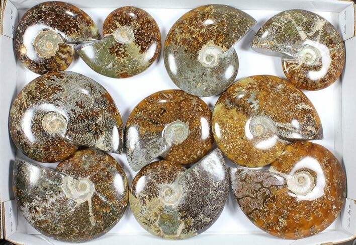 Lot: Polished Ammonites ( -) - Pieces #101597